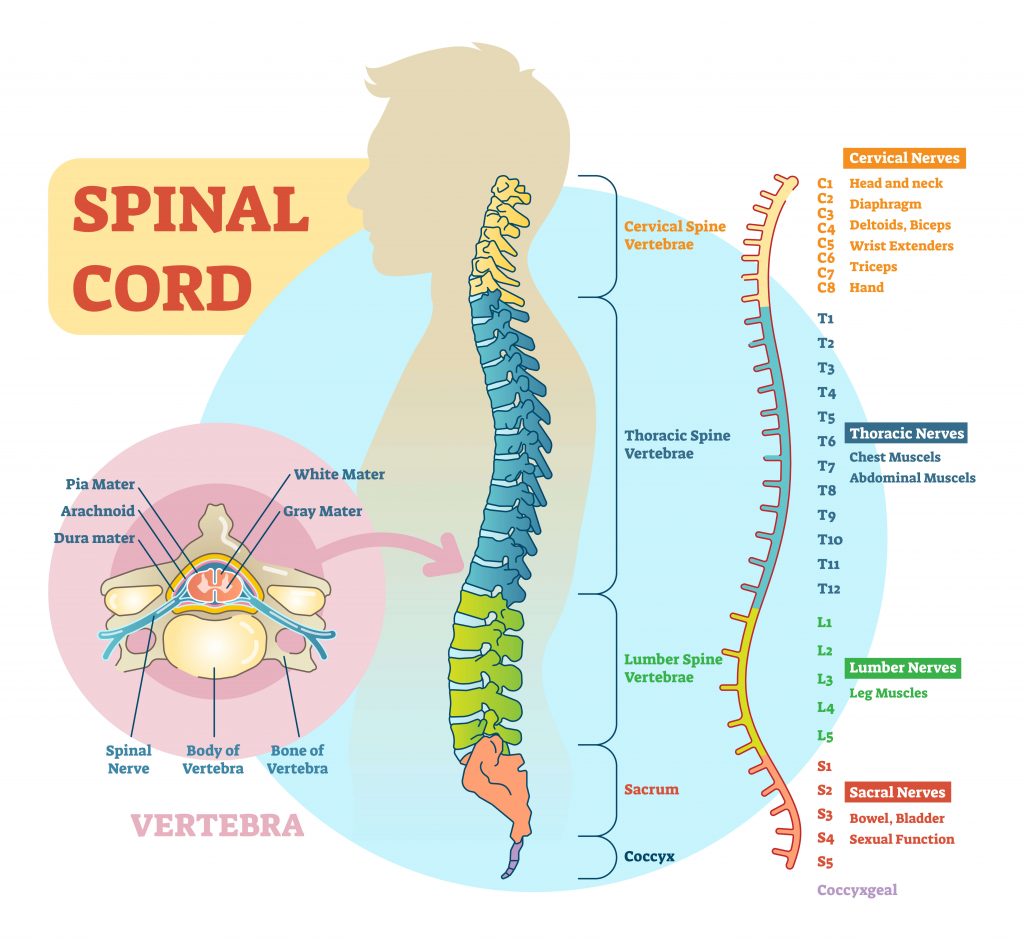10-surprising-facts-about-the-spinal-cord-sapna-pain-management-blog