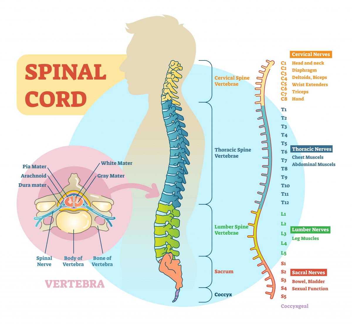 spinal-cord-anatomy-structure-function-diagram